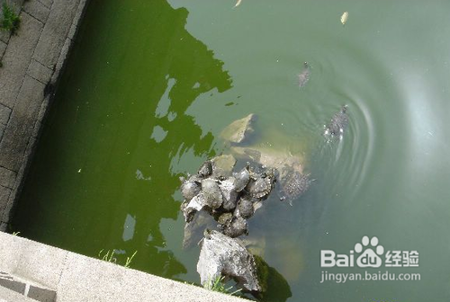 无锡灵山拜佛一日游