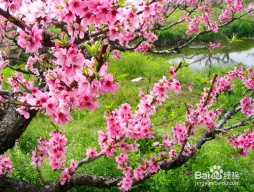 春节开花的花卉有哪些？
