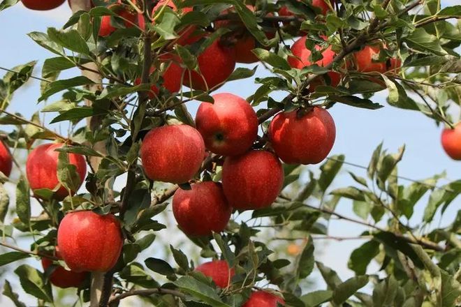 如何挑选苹果，怎么样更好的储存苹果，还不知道的看看这篇文章