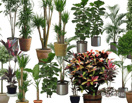 组合盆栽种植的七要素