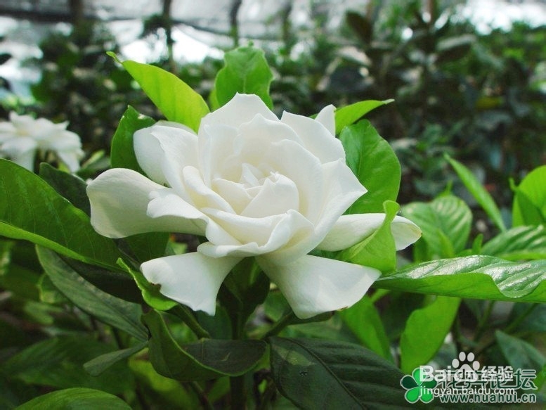 如何做好栀子花的病虫防害