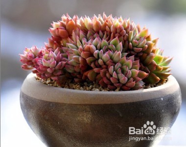 三分钟速成之最美多肉