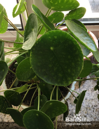 怎么养殖草本植物镜面草？