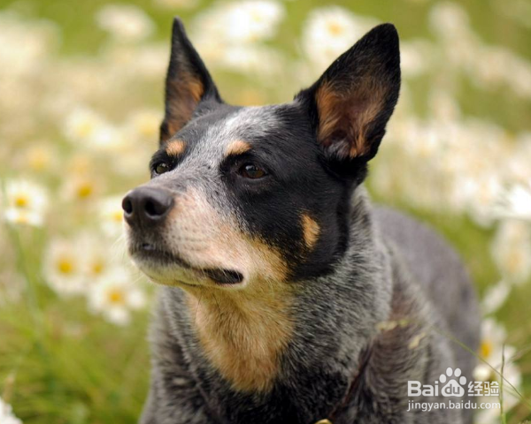 怎么了解澳大利亚牧牛犬