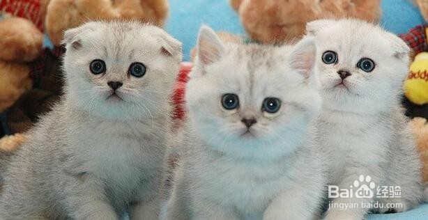 如何饲养英短蓝猫