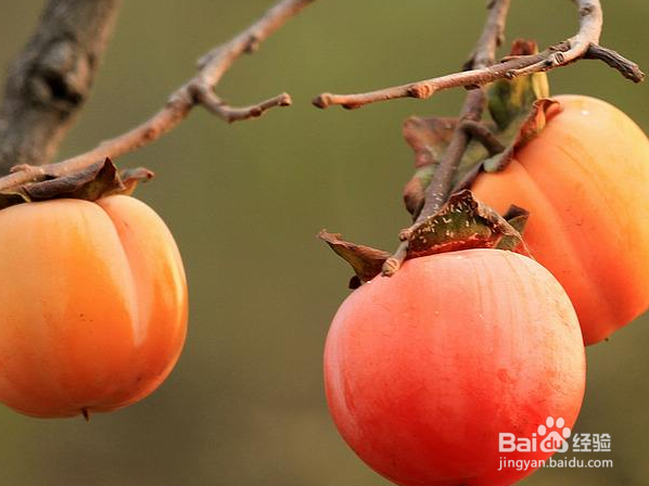 柿子是碱性还是酸性