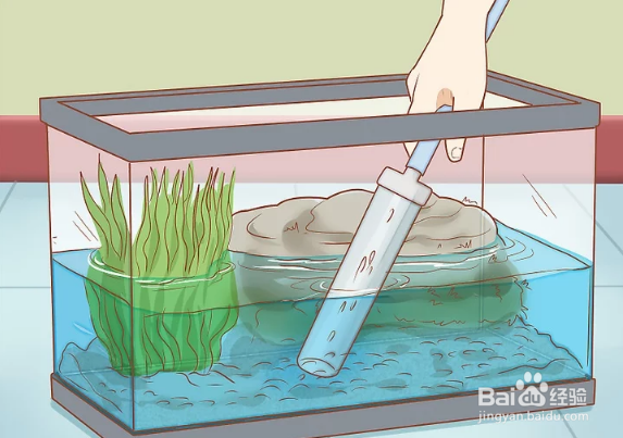 如何保持饲养海龟的水箱清洁