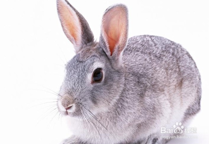 兔子怎么养殖