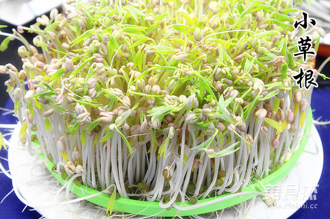 生绿豆芽的做法