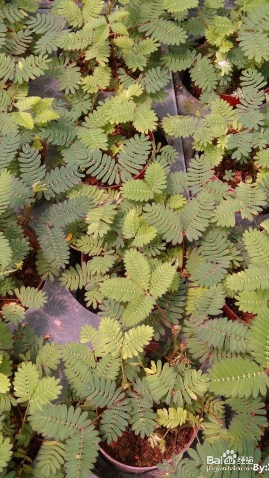 如何判断含羞草死没死