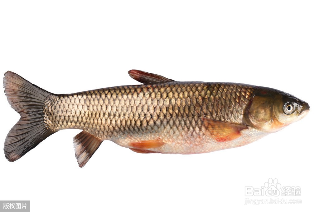 家庭版糖醋鱼块