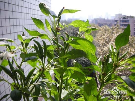 盆栽青椒观赏和食用