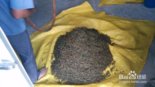 铁观音的制作过程