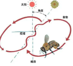生物是怎样传递信息的