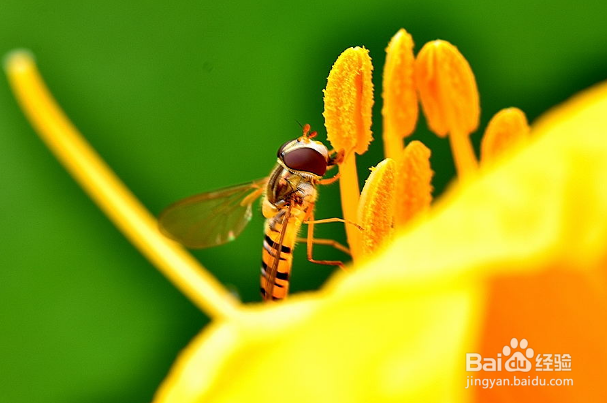 食蝇草怎么养护