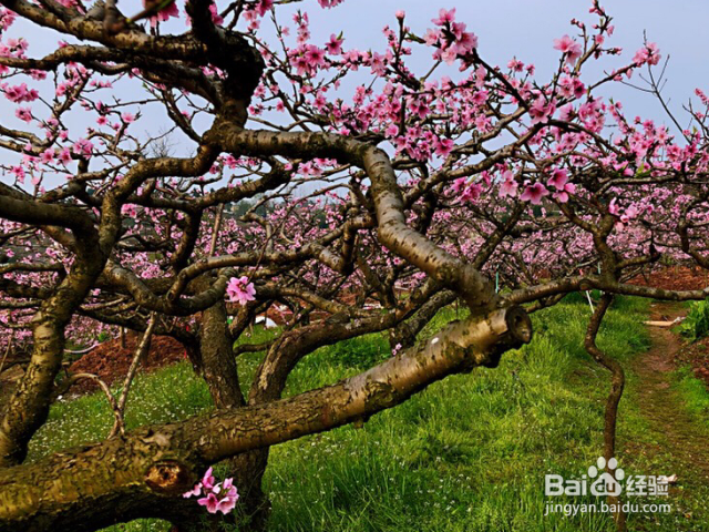 桃树枝怎么接嫁？