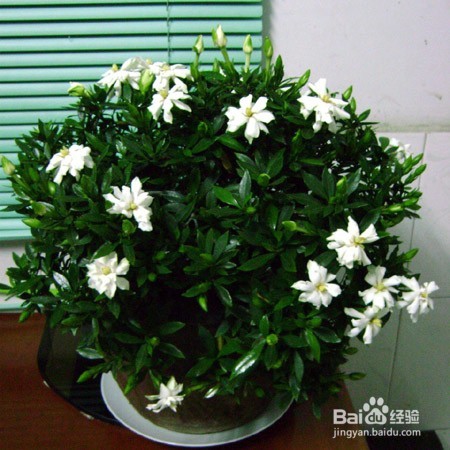 栀子花如何养殖 养殖方法