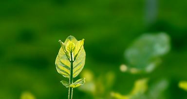 春分----抓住调整运气的好时机
