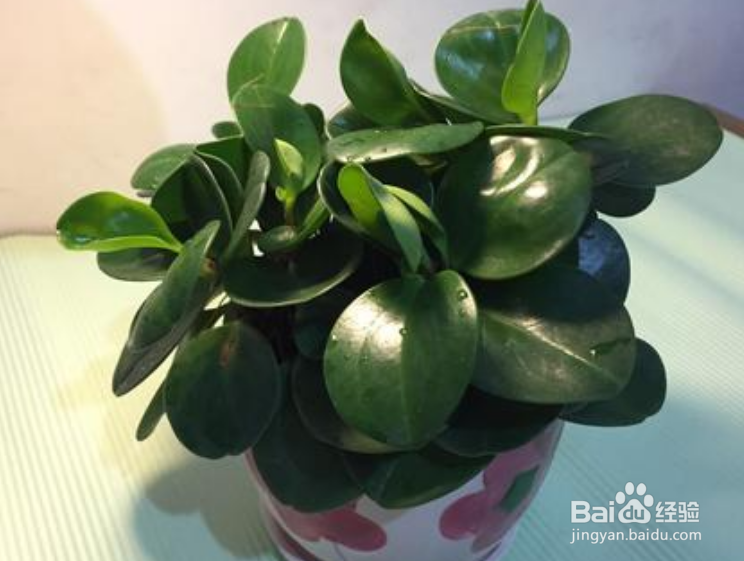 养殖的碧玉花烂根是什么情况？