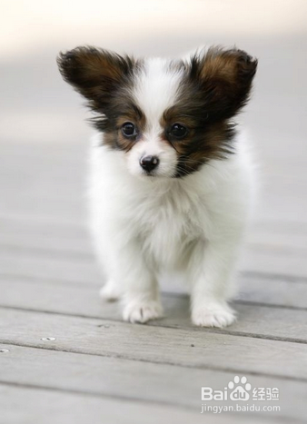 为什么狗喜欢吃便便