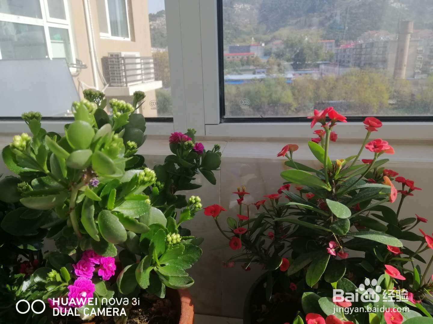 长寿花叶子发红怎么办