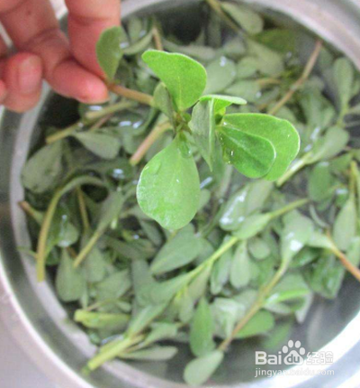 新鲜马齿苋怎么吃不酸