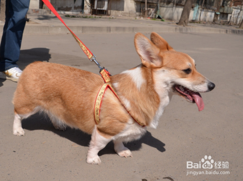 如何鉴别柯基犬