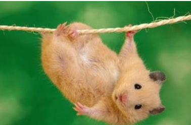 仓鼠死后如何处理