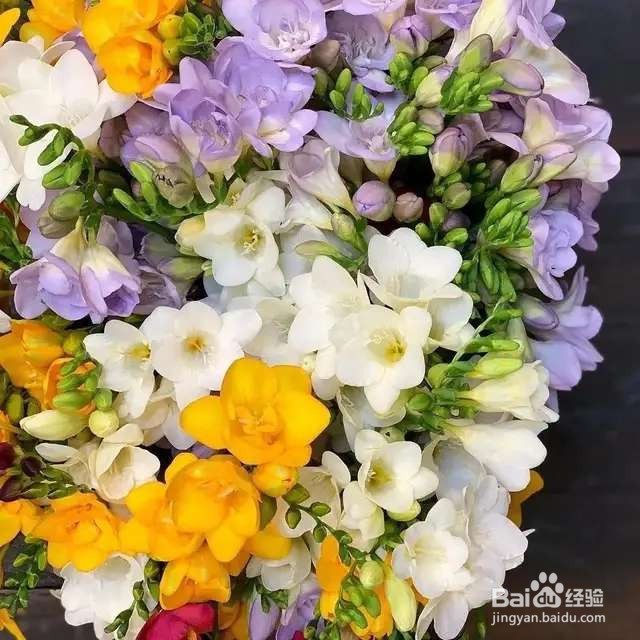 1种花一看像草,开花五颜六色,香味儿特高级