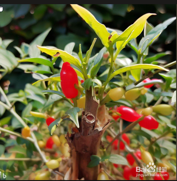 枸杞修剪时间与方法