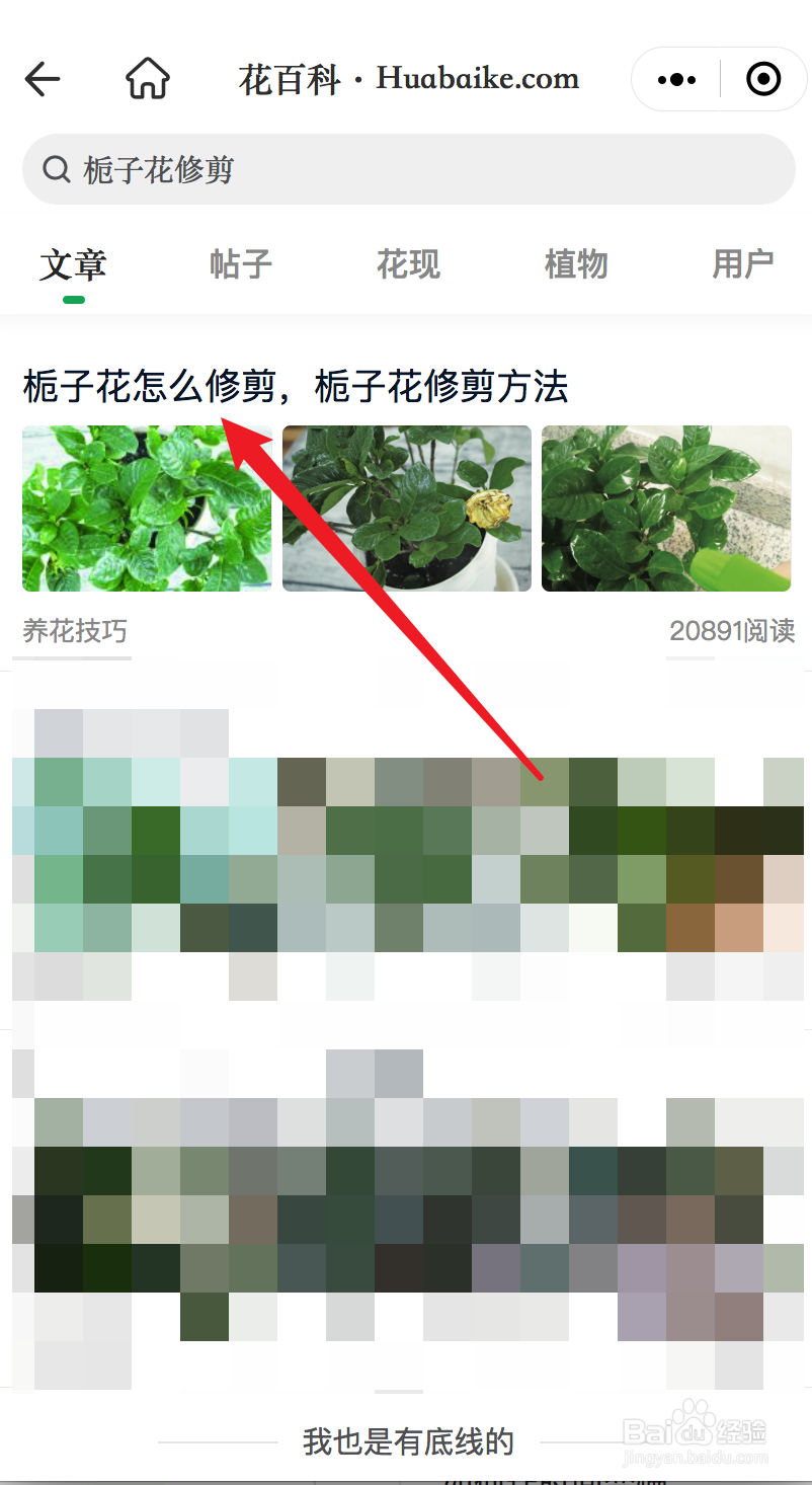 栀子花怎样修剪