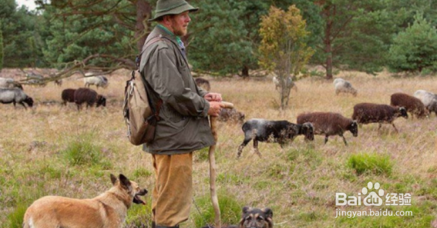 驱赶野猪最有效方法