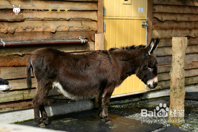 拾海的孩子&亲亲小动物(组图)