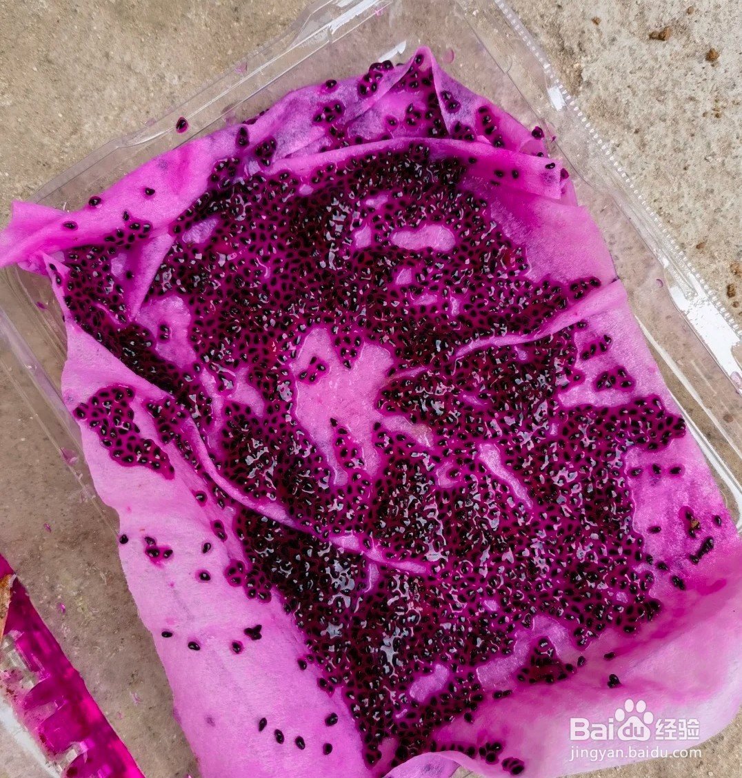 如何种植火龙果盆景