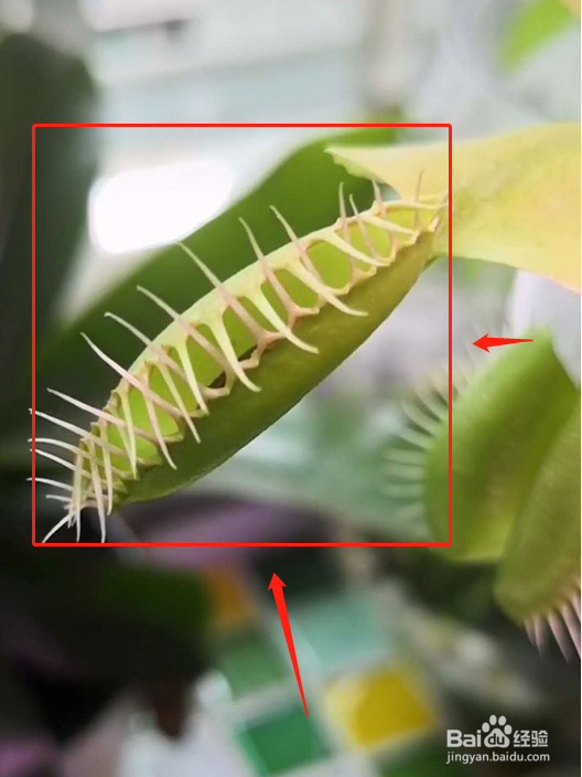 食蝇草怎么养护