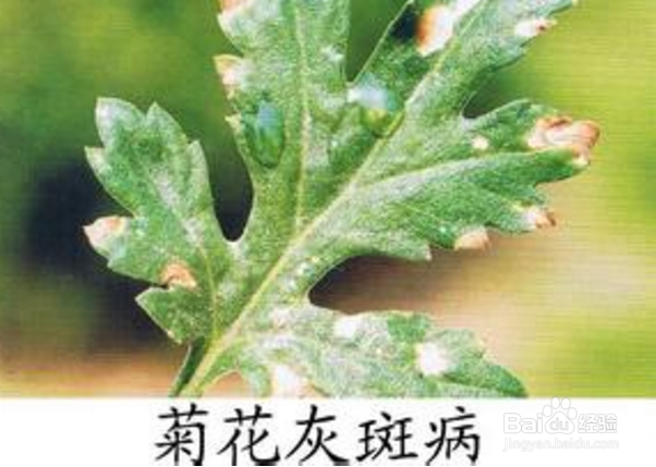 菊花的养殖方法