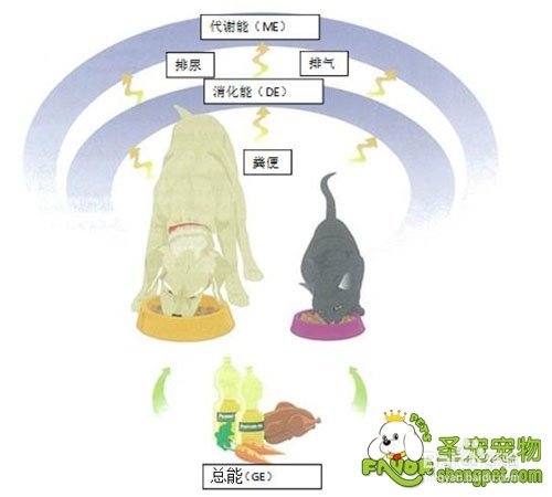成年猫犬需求能量对比