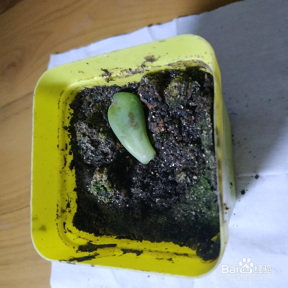 冬天多肉叶片扦插方法