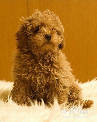 去除狗狗体臭的方法