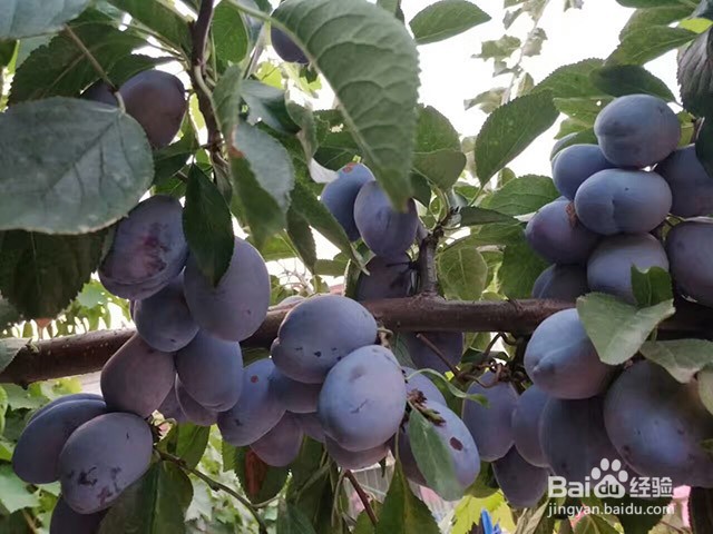 西梅的种植要点和膨果增甜管理要点