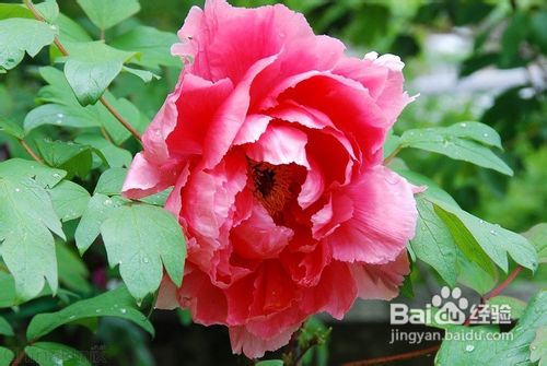 常见花卉图片及名称