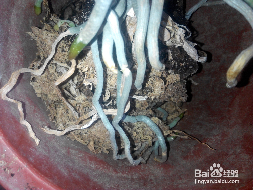 蝴蝶兰换土要提前准备