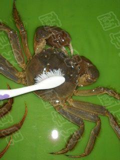 清蒸大闸蟹