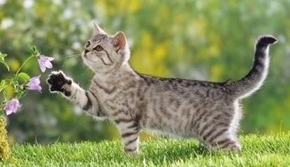 冬天养猫要注意什么问题怎么给猫咪保暖