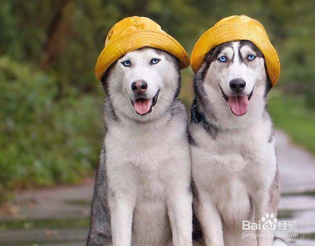 狗乱尿拉屎怎么办