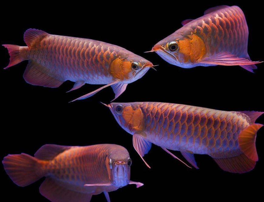 龙鱼如何分公母