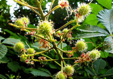 马粟提取物是什么