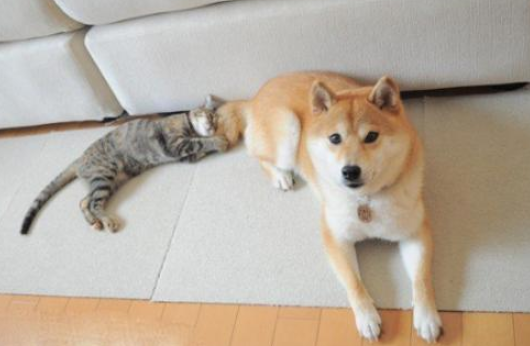 豆柴犬和柴犬区别