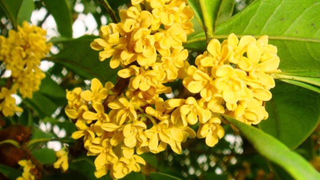 北方人怎样养桂花