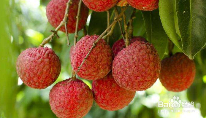 如何更好地保存荔枝